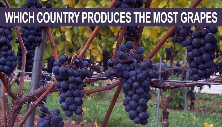 Which Country Produces the Most Grapes
